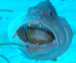 This also is a cleaning station.This grouper was more int... by Scott Sternlieb 